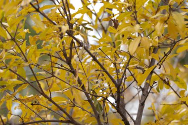 Sarı Ginkgo parktaki yapraklar, Sonbahar Konsepti