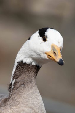 Çubuk kafalı kazın komik portresi