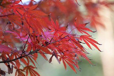 Sonbaharda Japon akçaağaç yapraklarının güzel manzarası