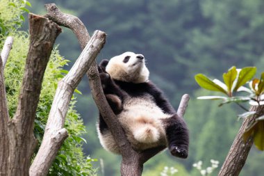 Xin Xin Zai, Fluffy Panda on the Tree, Shenshuping, Wolong Panda Üssü, Çin