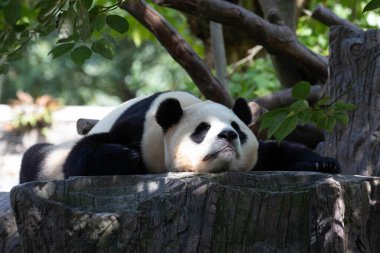 Kapatın Uyuyan Panda, Chengdu Panda Üssü, Çin