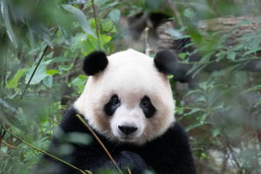 Panda 'nın Yumuşak Surat, Qi Yi, Chengdu Panda Üssü, Çin