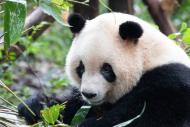 Panda 'nın Yumuşak Surat, Qi Yi, Chengdu Panda Üssü, Çin