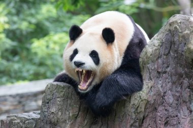 Uykucu Panda, Xiao Qi Ji, Esniyor, Shenshuping, Wolong Panda Üssü, Çin
