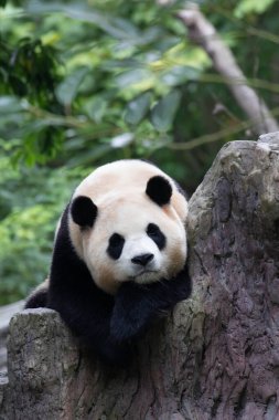 Kapat Uykucu Panda, Fu Bao, Shenshuping, Wolong Panda Üssü, Çin