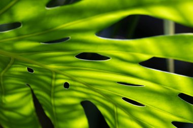 Monstera Philodendron bitkisinin yeşil yaprağını kapat