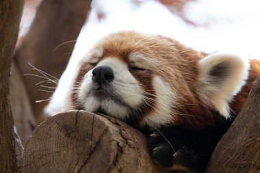Tatlı Red Panda, Küçük Panda, Ağaçta uyuyor