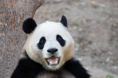 Tatlı dişi Panda Fu Bao, bambu yaprakları yiyor, Güney Kore