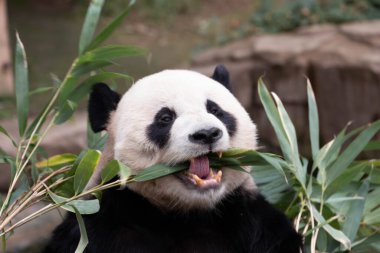 Komik Erkek Panda, Le Bao, Bambu Yaprakları, Güney Kore