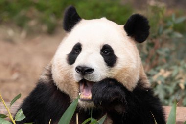 Şirin Yumuşak Panda, Fu Bao