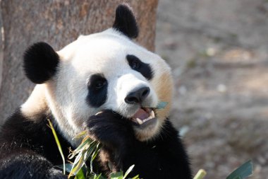 Şirin Yumuşak Panda, Fu Bao