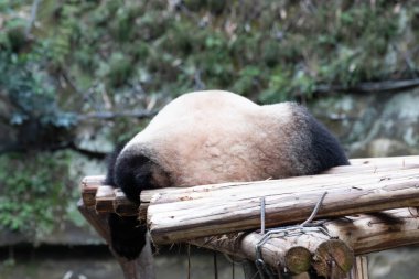 Şirin tombul panda ahşap yapının üzerinde uyuyor.