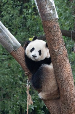 Oyuncu Küçük Panda yüksek ağaçta, Shenshuping 'de, Wolong Panda Üssünde, Çin' de eğleniyor.