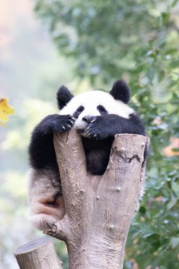 Ağaçtaki Küçük Panda 'nın Komik Pozu, Shenshuping, Wolong Panda Üssü, Çin