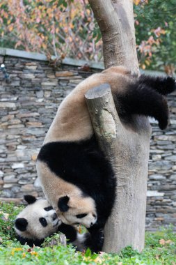 Ağaçtaki Küçük Panda 'nın Komik Pozu, Panda Cenneti, Çin