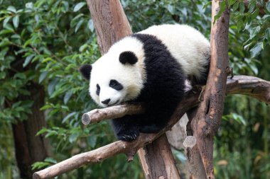 Ağaçtaki Küçük Panda 'nın Komik Pozu, Shenshuping, Wolong Panda Üssü, Çin