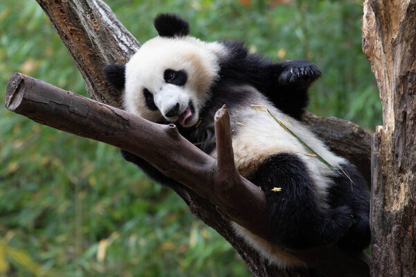 Funny Pose of Little Panda on the Tree , Shenshuping, Wolong Panda Base, China
