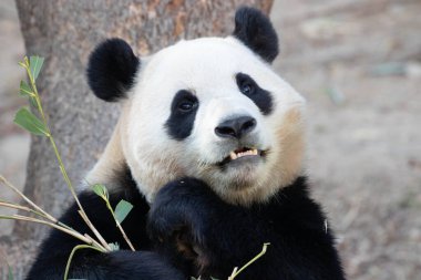 Tatlı dişi Panda Fu Bao, bambu yaprakları yiyor, Güney Kore
