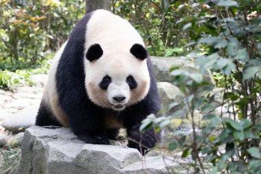 Dişi Panda 'nın Portresi, Mei Lan namı diğer Rou Rou, Panda Vadisi, Çin