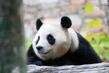 Dişi Panda Güney Kore 'den döndü, Fu Bao, Shenshuping, Wolong Panda Üssü