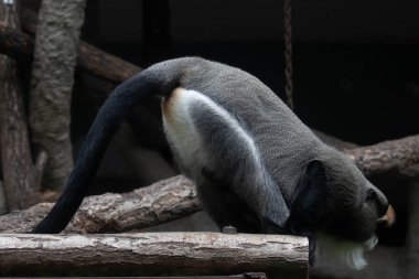 Komik Tüylü Maymun Pozu, Guenonların arasında, De Brazza