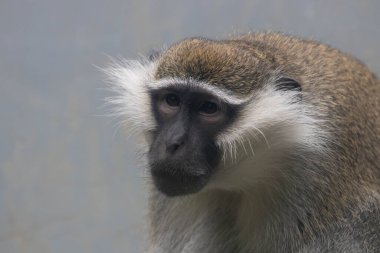 Komik Vervet Maymunu Konumu (Chlorocebus pygerythrus)