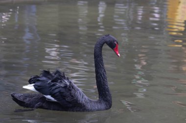 Güzel Siyah Kuğu Gölde yüzüyor