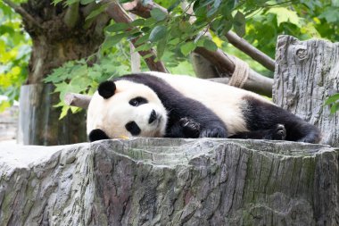 Tatlı Panda Güney Kore 'den döndü, Fu Bao, kayalıklarda uyuyor. Shenshuping, Wolong Panda Üssü