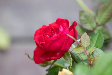 Bahçedeki güller, güzel güneşli bir günde güller güzeldir..