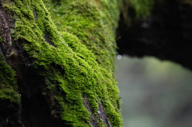 Yağmur ormanlarındaki ağaçtaki yeşil yosun dokusu ve deseni. Doğa arkaplanı.