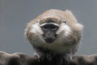 Komik Vervet Maymunu Konumu (Chlorocebus pygerythrus)