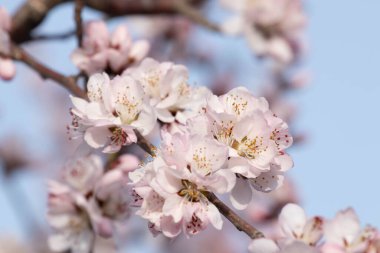 Kapatın Güzel Beyaz Erik Çiçeği Bahar sezonunu karşılamak için