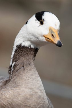 Çubuk kafalı Kaz parkta yürürken