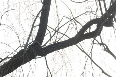 Yapraksız ağaç ve bulutlu gökyüzü ile Sonbahar Manzarası