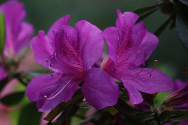 Bahar Konsepti, Çiçekli Pembe Azalea
