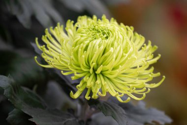 Yaz mevsiminde Yeşil Kasımpatı çiçeğini kapat