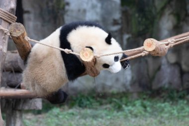 Küçük Panda Swing Ladder, Chongqing, Çin 'de eğleniyor.