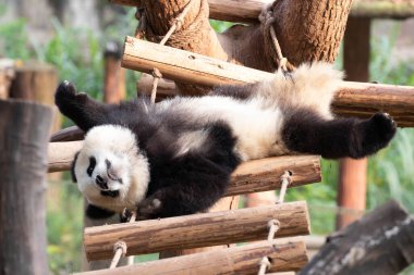 Küçük Panda Swing Ladder, Chongqing, Çin 'de eğleniyor.