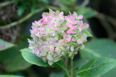 Yaz Konsepti, doku ve desen Hyadrangea yaprakları Detial