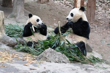 Panda Ana 'nın Değerli Portresi ve bebeği, Chengdu, Çin