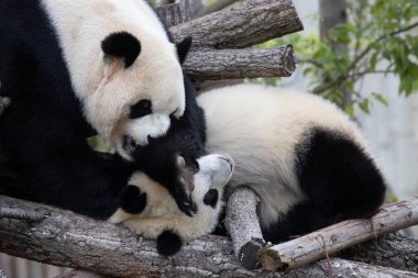 Panda Ana 'nın Değerli Portresi ve bebeği, Chengdu, Çin