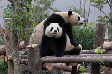Panda Ana 'nın Değerli Portresi ve bebeği, Chengdu, Çin