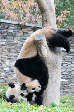 Panda Ana 'nın Değerli Portresi ve bebeği, Chengdu, Çin