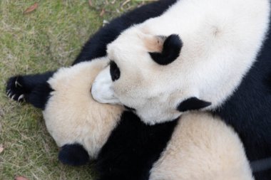 Panda Ana 'nın Değerli Portresi ve bebeği, Chengdu, Çin