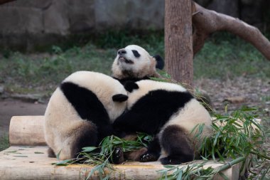 Panda Ana 'nın Değerli Portresi ve bebeği, Chengdu, Çin