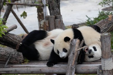 Panda Ana 'nın Değerli Portresi ve bebeği, Chengdu, Çin
