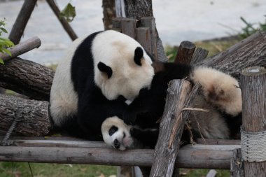 Panda Ana 'nın Değerli Portresi ve bebeği, Chengdu, Çin