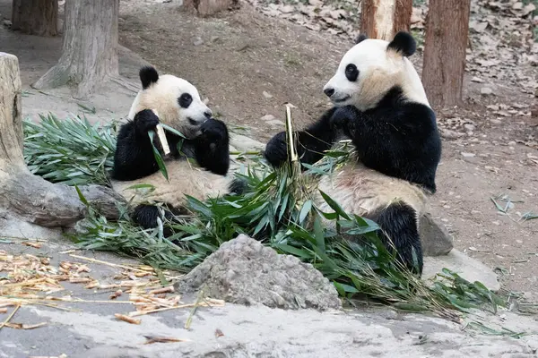 Panda Ana 'nın Değerli Portresi ve bebeği, Chengdu, Çin