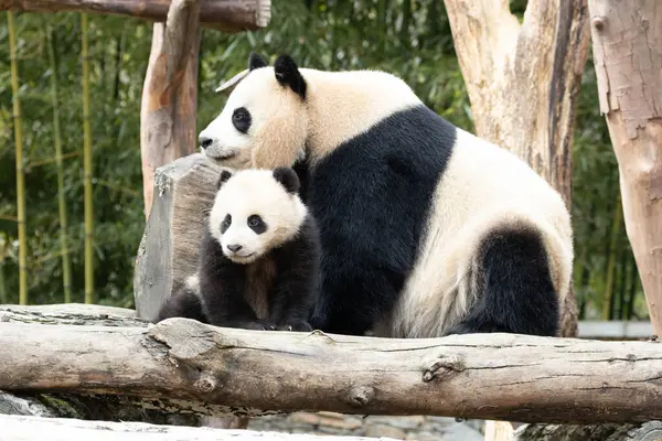 Panda Ana 'nın Değerli Portresi ve bebeği, Chengdu, Çin