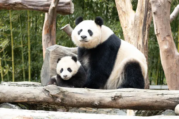 Panda Ana 'nın Değerli Portresi ve bebeği, Chengdu, Çin